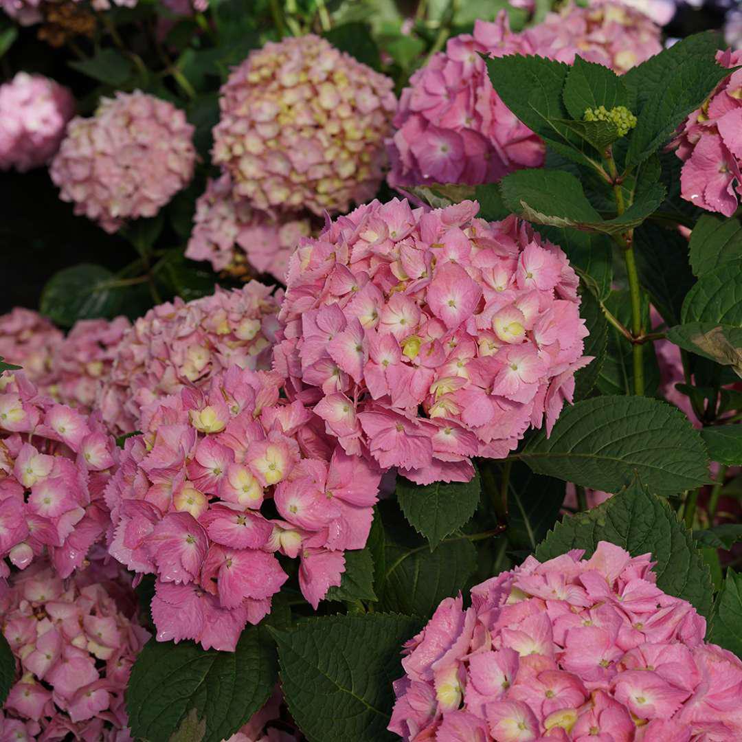 LET’S DANCE SKY VIEW® Hydrangea- reblooming - Image 2