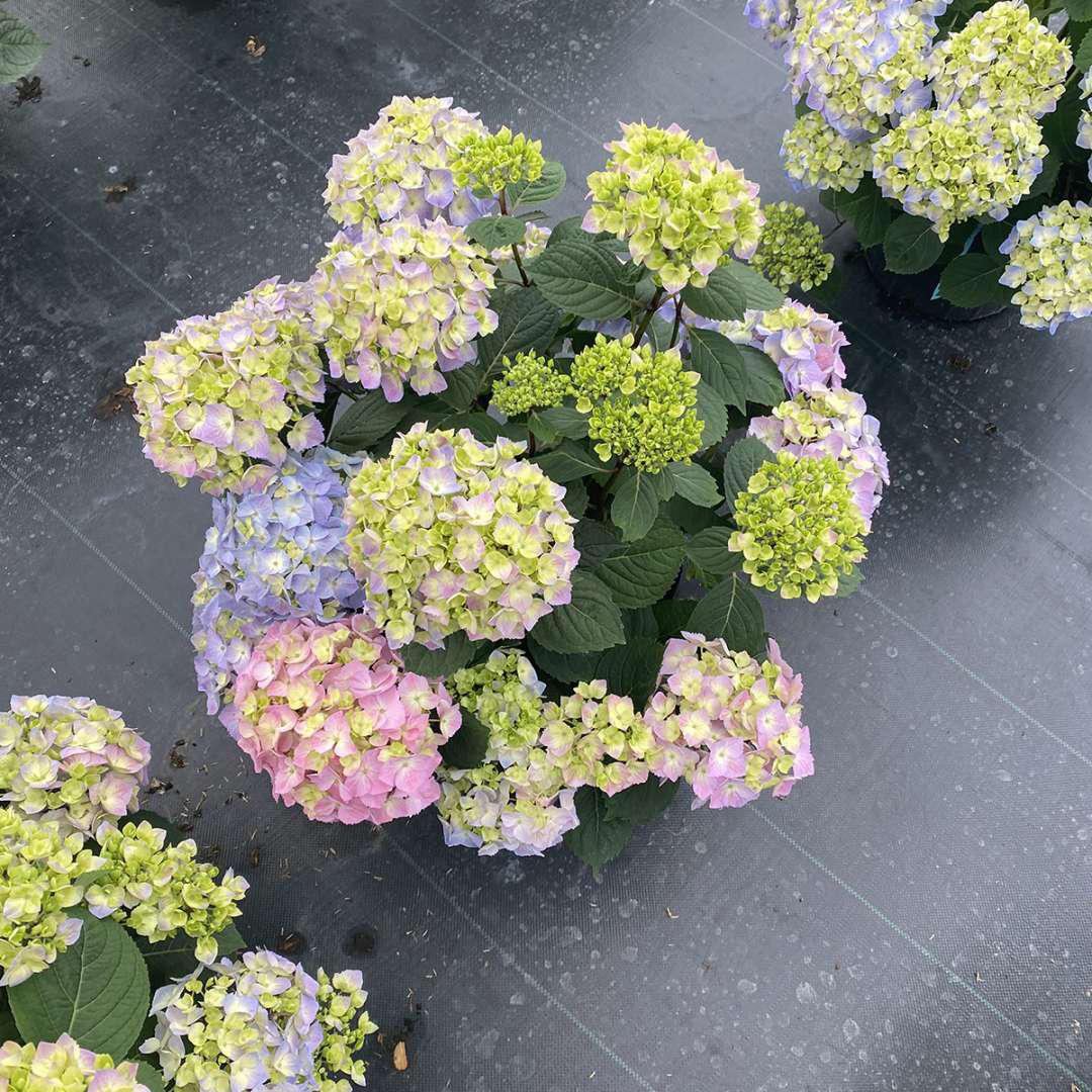 LET’S DANCE SKY VIEW® Hydrangea- reblooming - Image 3