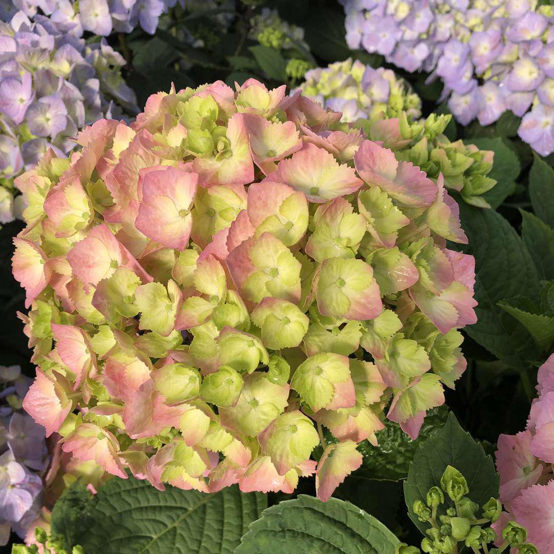 LET’S DANCE SKY VIEW® Hydrangea- reblooming - Image 4