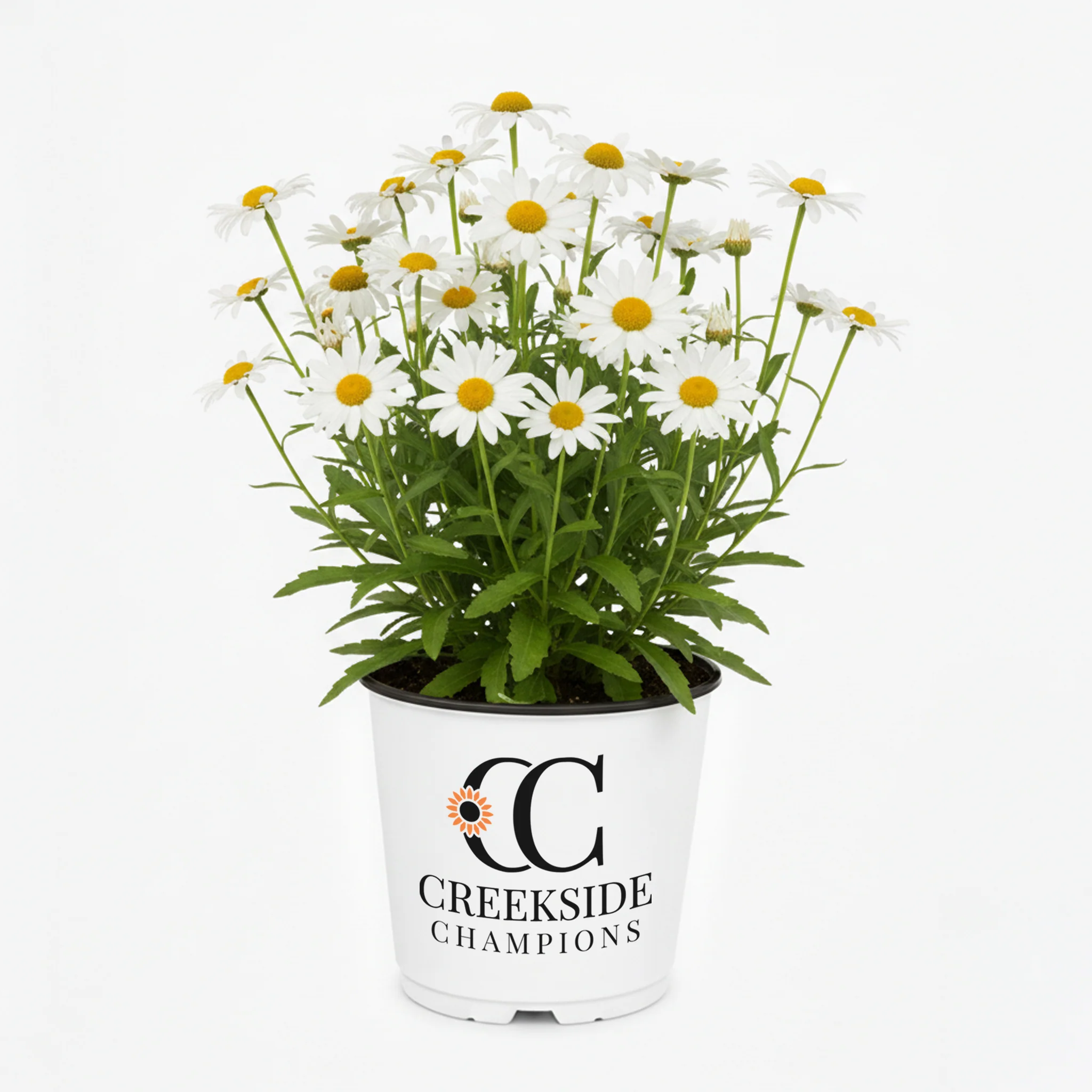 Becky' Shasta Daisy | Creekside Champions™