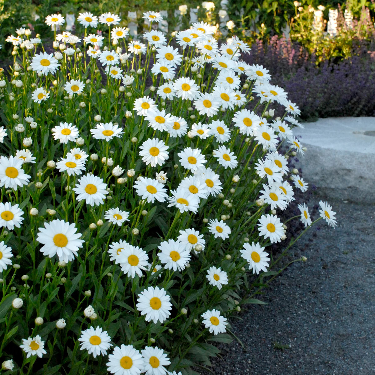 Becky' Shasta Daisy | Creekside Champions™ - Image 2