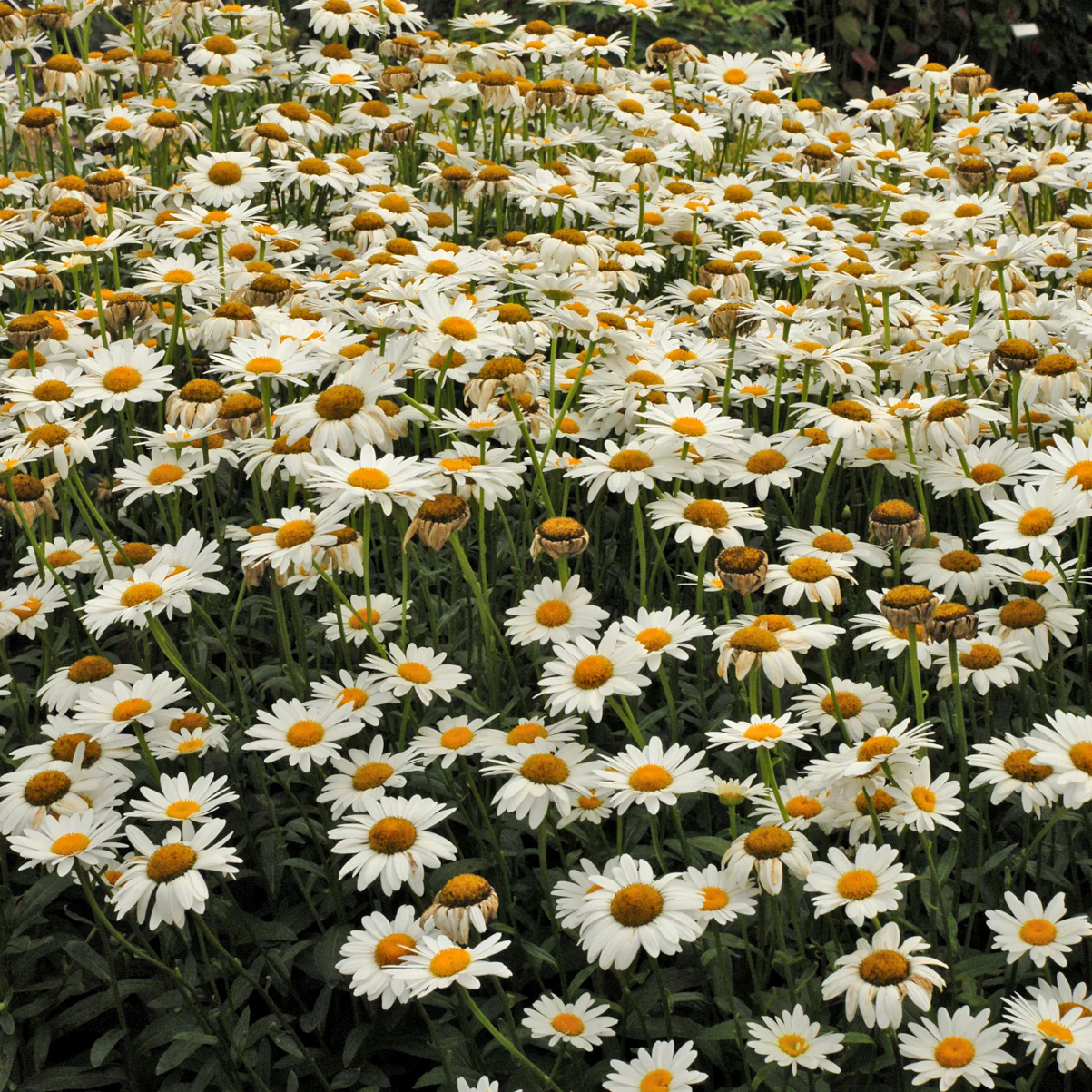 Becky' Shasta Daisy | Creekside Champions™ - Image 3