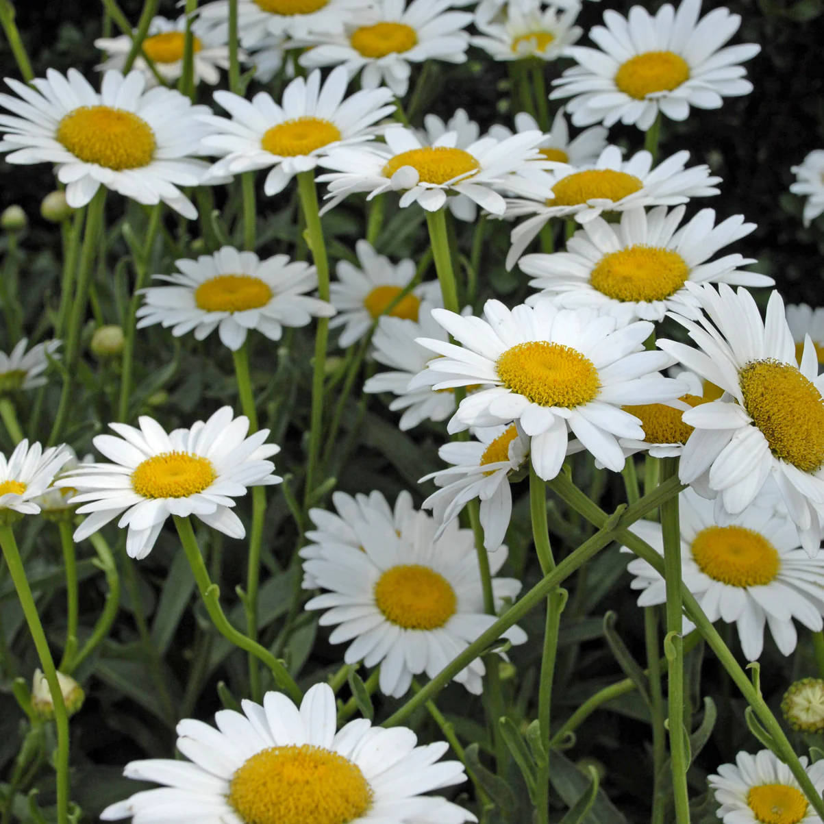 Becky' Shasta Daisy | Creekside Champions™ - Image 4