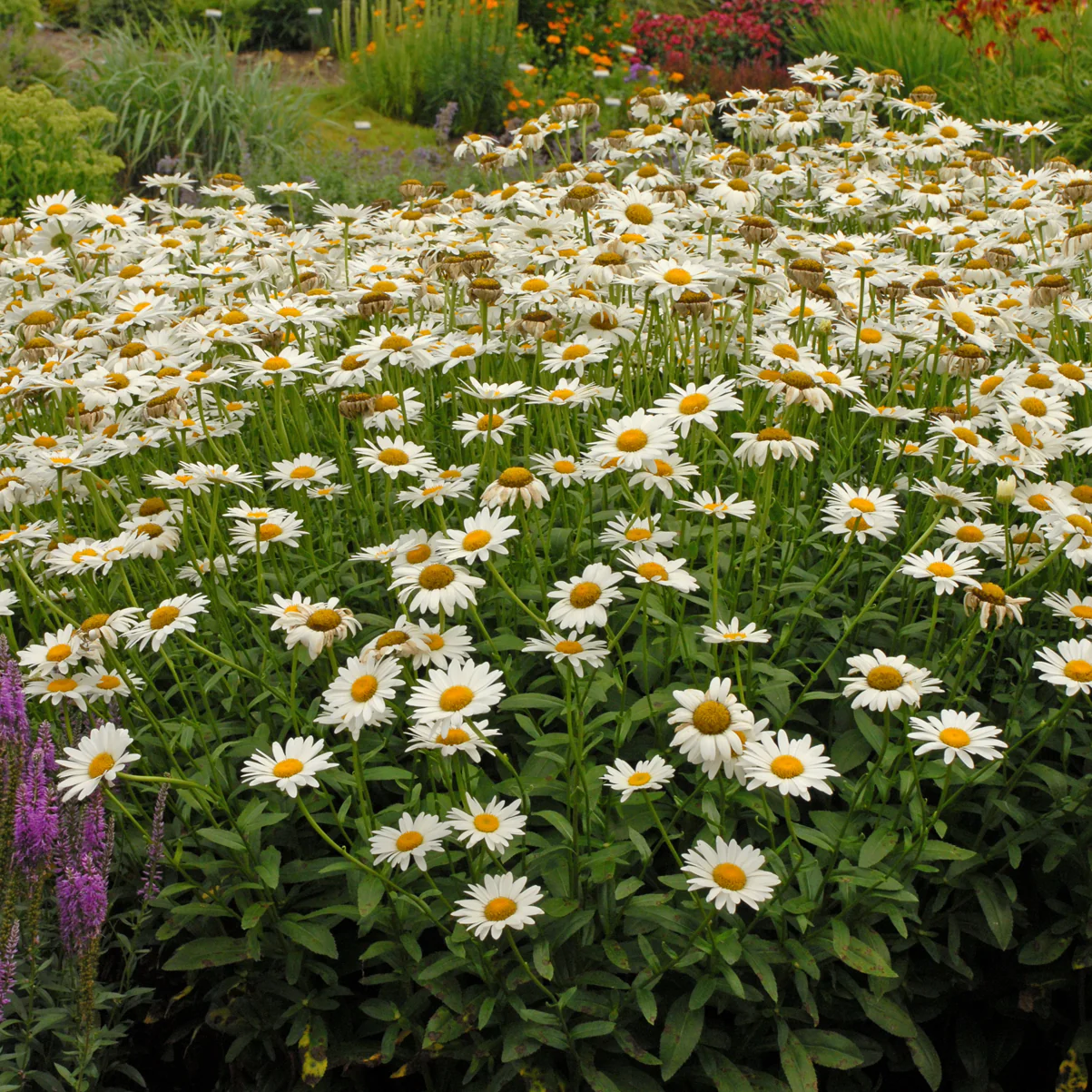 Becky' Shasta Daisy | Creekside Champions™ - Image 5