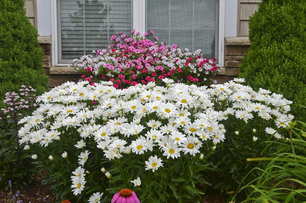 Amazing Daisies® Daisy May® Shasta Daisy - Image 3