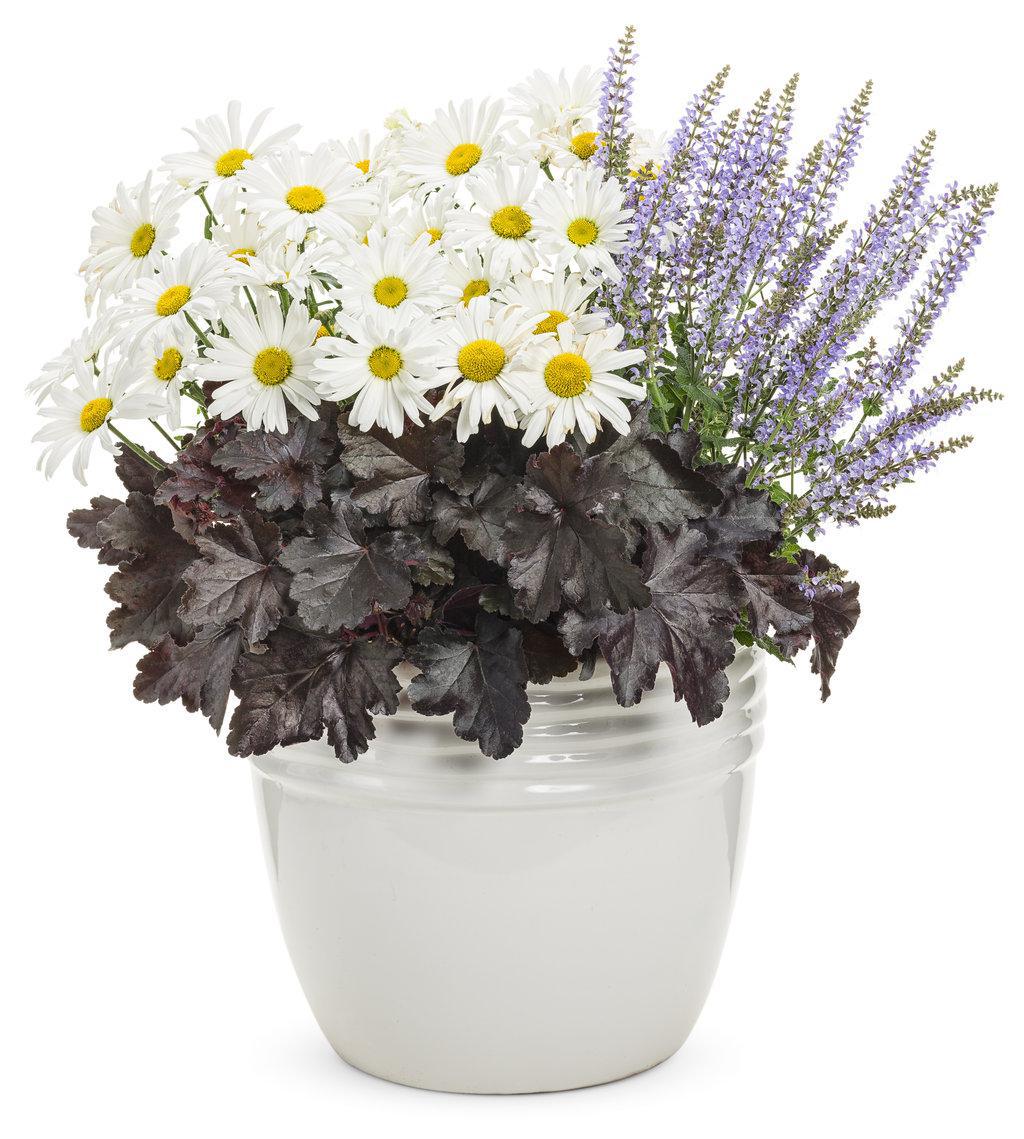 Amazing Daisies® Daisy May® Shasta Daisy - Image 4