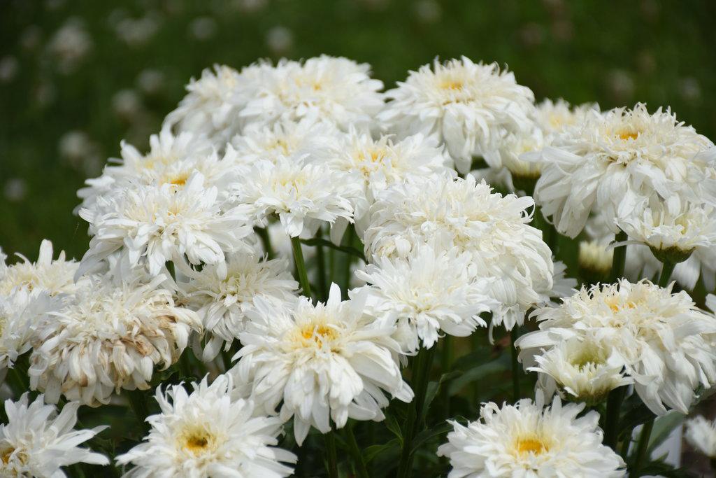 Amazing Daisies® 'Marshmallow' Shasta Daisy - Image 3