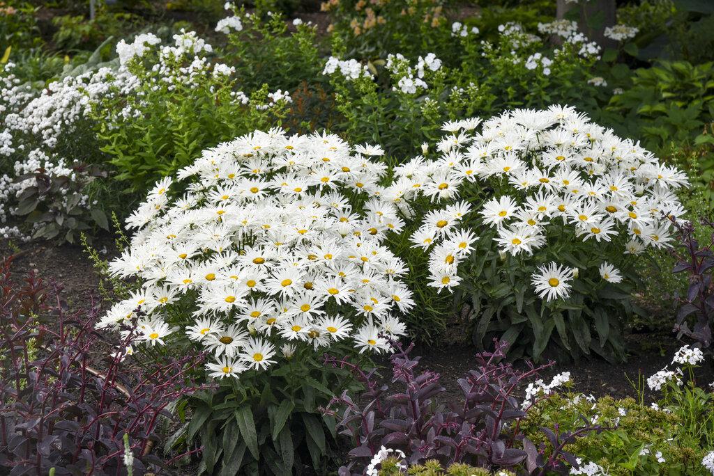 Amazing Daisies® 'Spun Silk' Shasta Daisy - Image 2