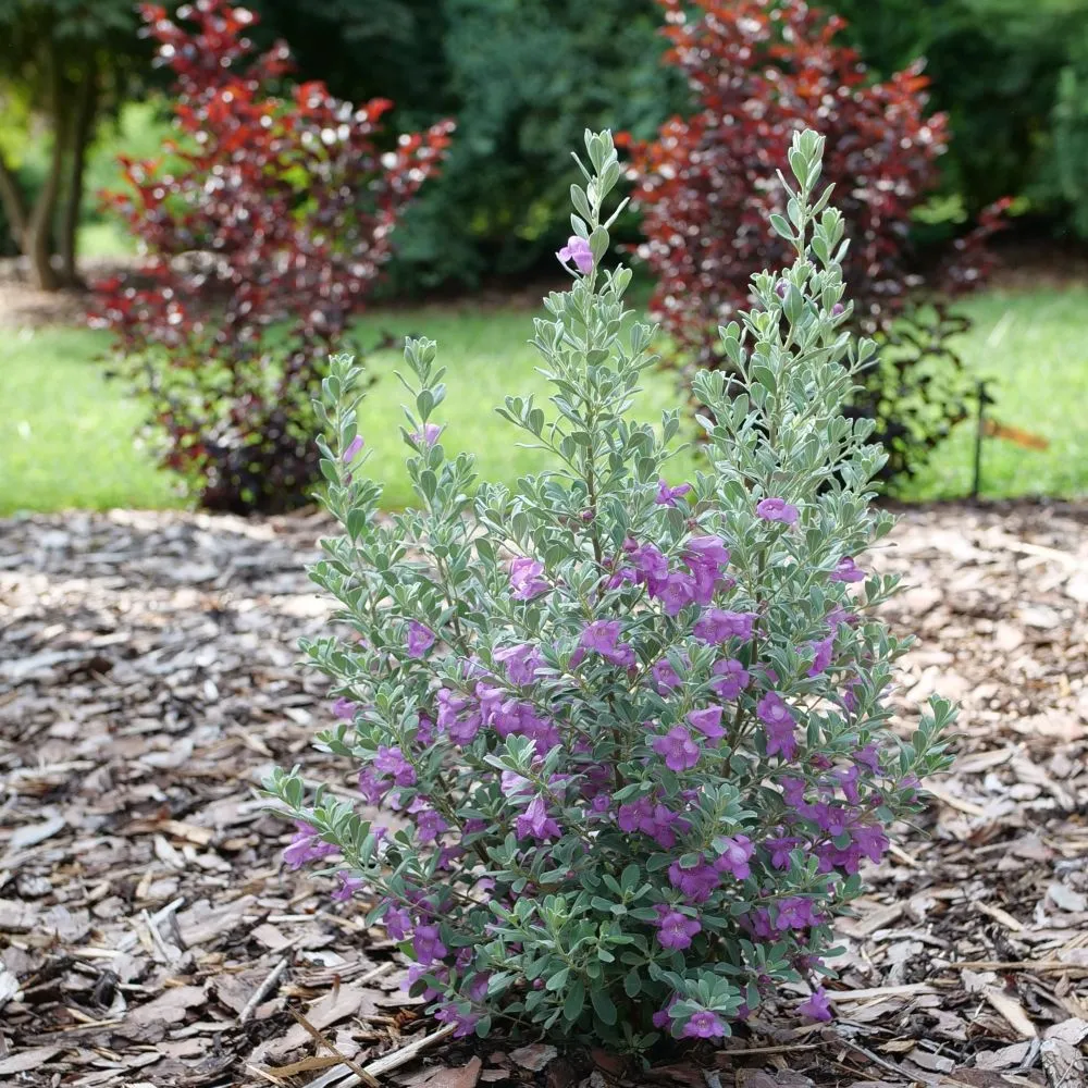 TRAILBLAZER™ Silver Texas Sage | Proven Winners®