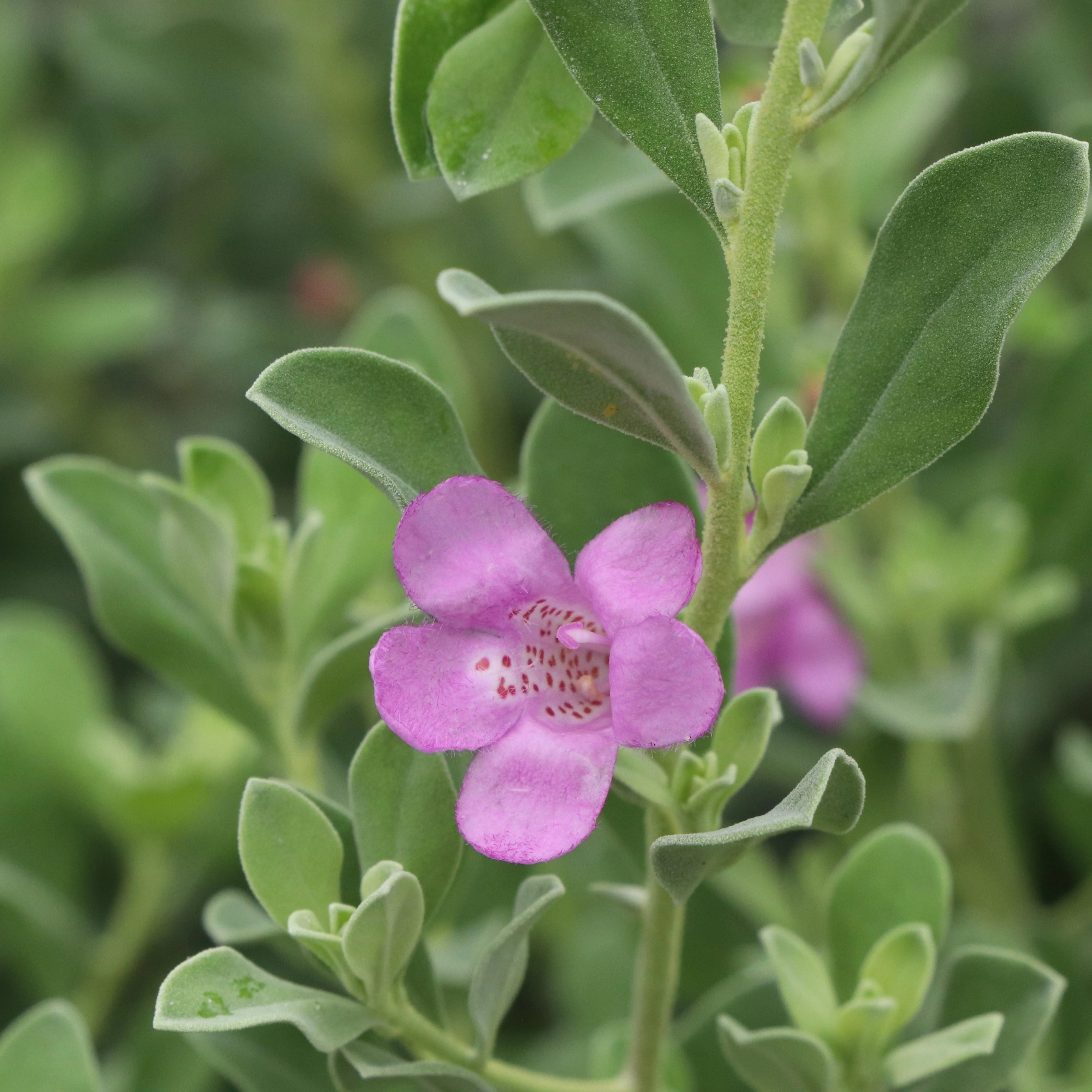TRAILBLAZER™ Silver Texas Sage | Proven Winners® - Image 2