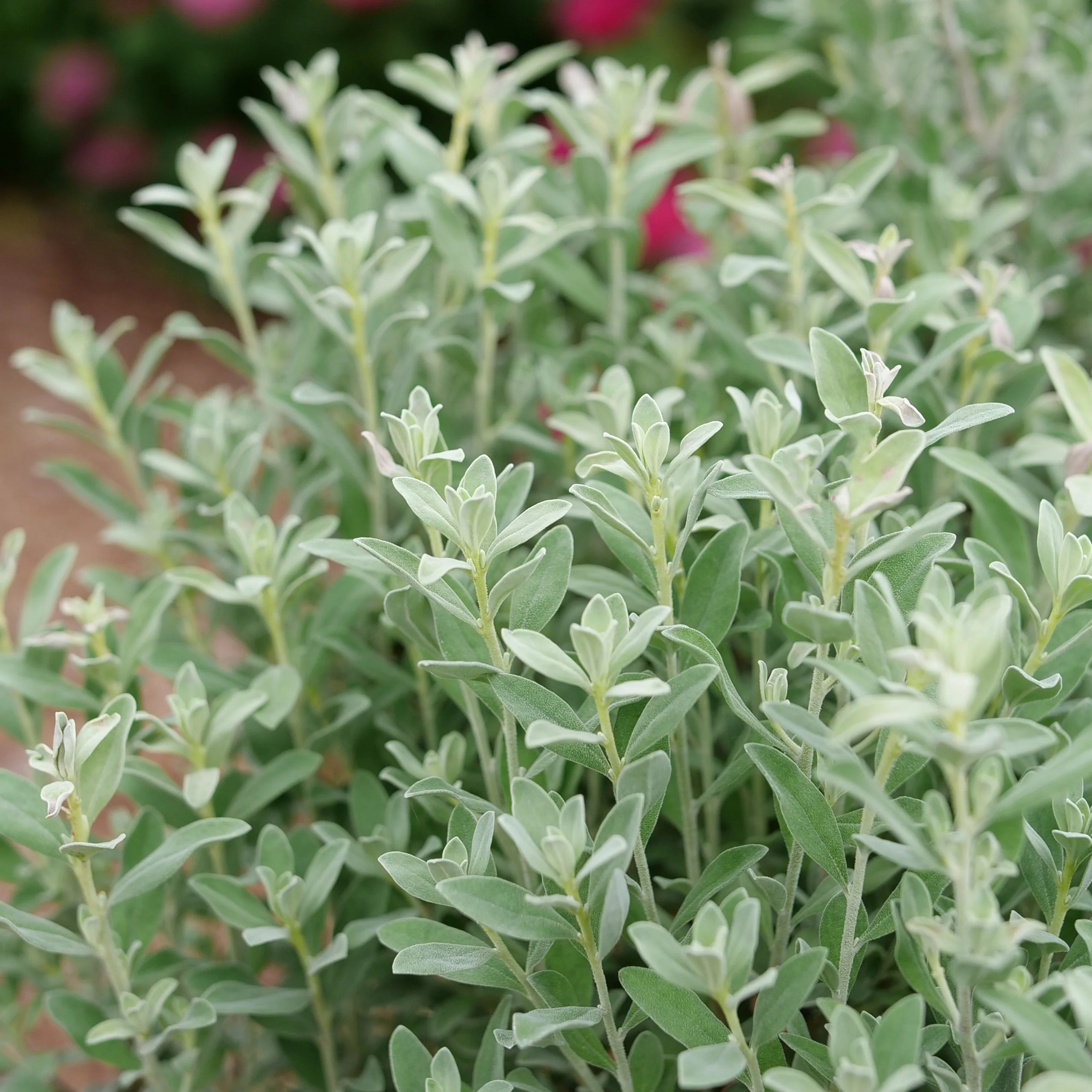 TRAILBLAZER™ Silver Texas Sage | Proven Winners® - Image 3