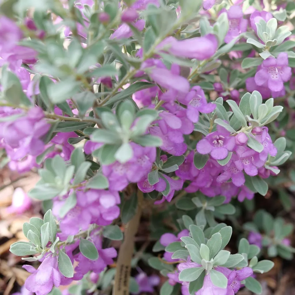 TRAILBLAZER™ Silver Texas Sage | Proven Winners® - Image 4