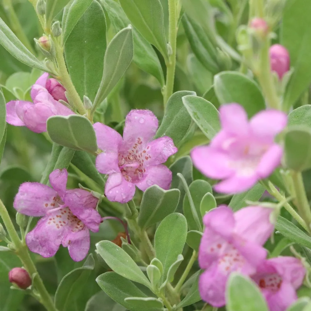 TRAILBLAZER™ Silver Texas Sage | Proven Winners® - Image 5