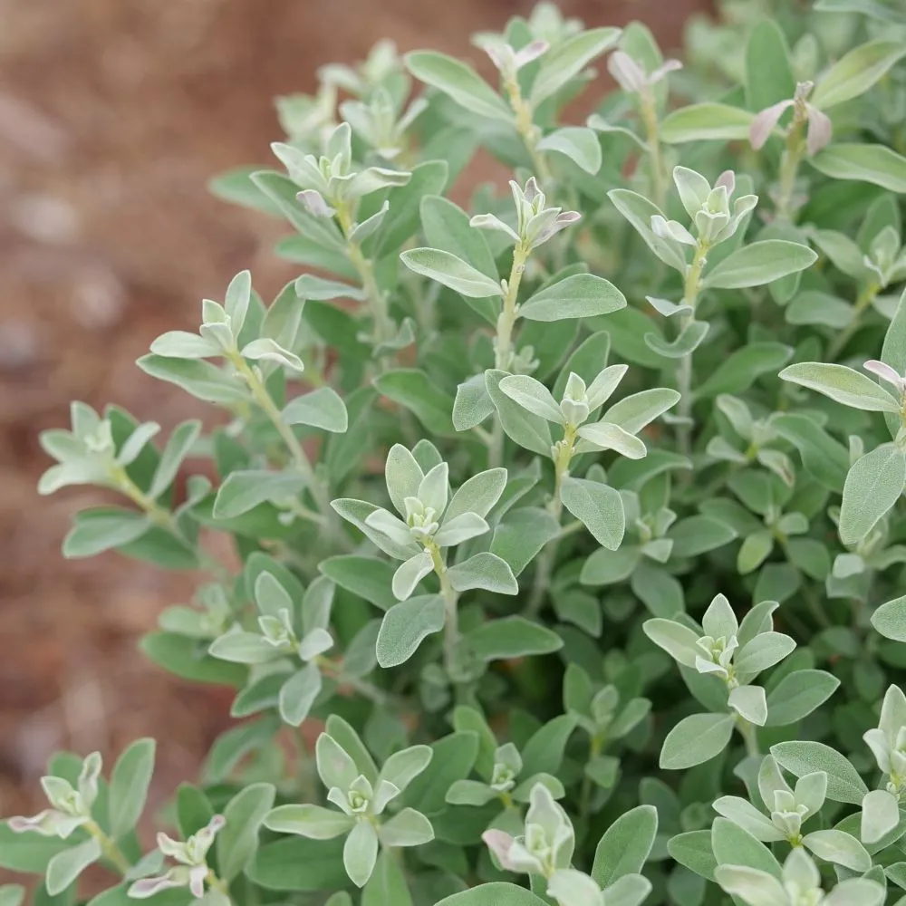 TRAILBLAZER™ Silver Texas Sage | Proven Winners® - Image 6