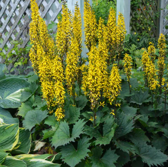 Ligularia 'Bottle Rocket'
