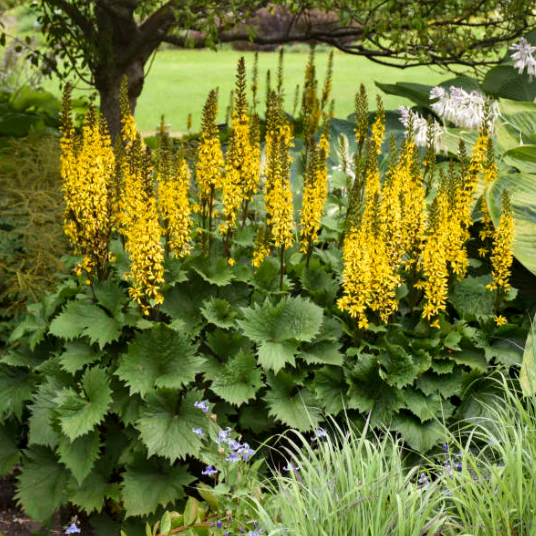 Ligularia 'Bottle Rocket' - Image 2