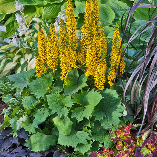 Ligularia 'Bottle Rocket' - Image 3
