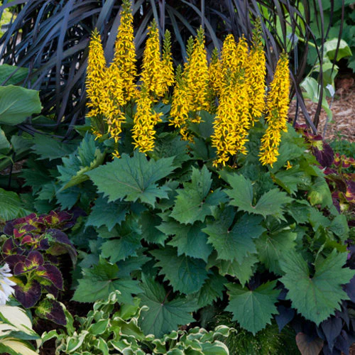 Ligularia 'Bottle Rocket' - Image 4