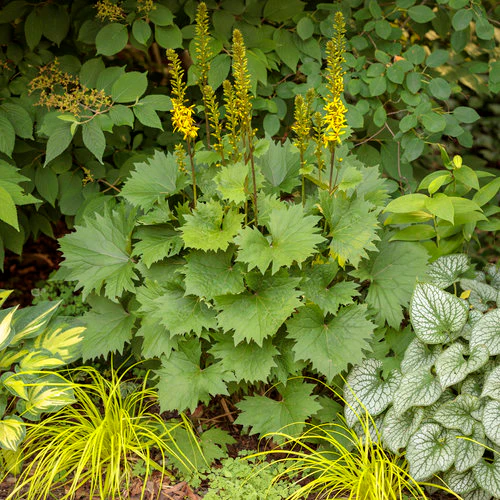 Ligularia 'Bottle Rocket' - Image 5