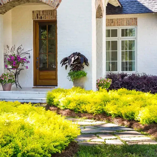 Ligustrum 'Sunshine' - Image 2