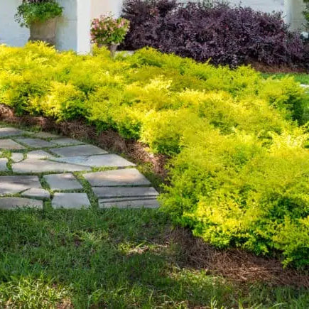 Ligustrum 'Sunshine' - Image 3