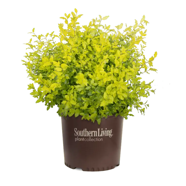 Ligustrum 'Sunshine' - Image 4