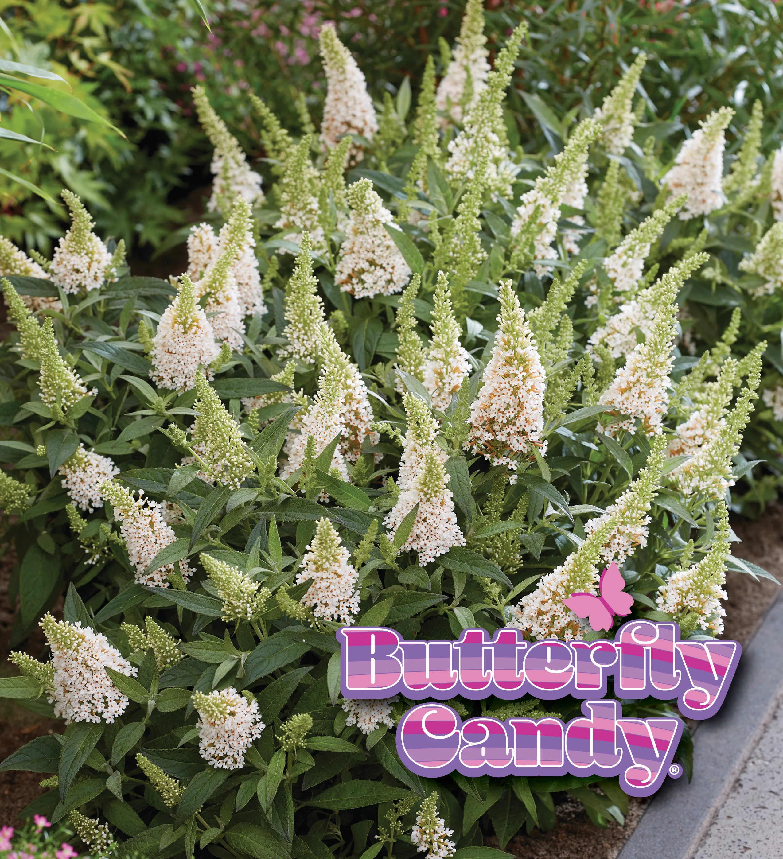 Li'l Coconut™ Butterfly Bush - Image 3