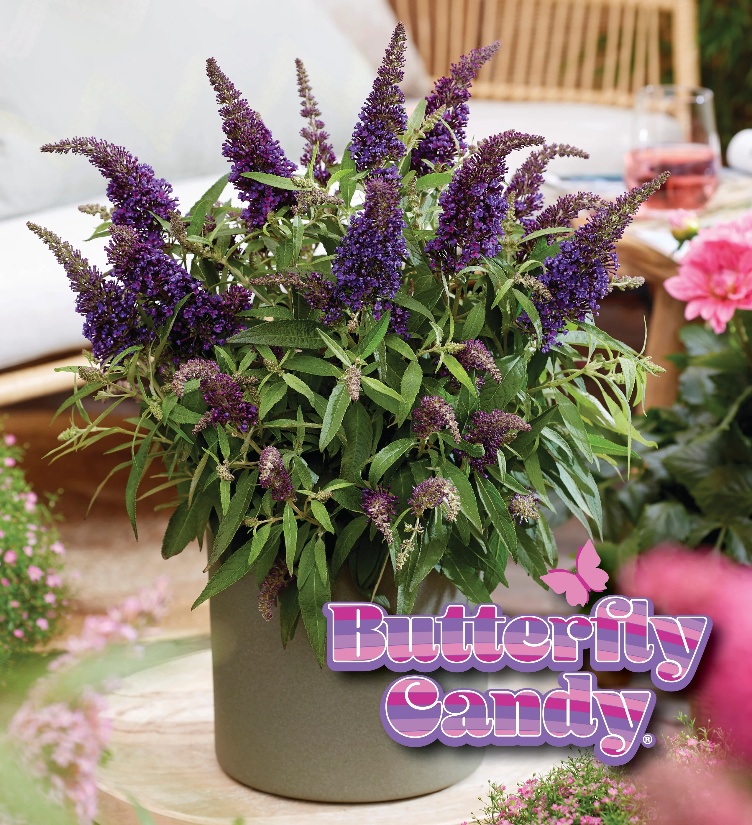 Li'l Grape™ Butterfly Bush - Image 3