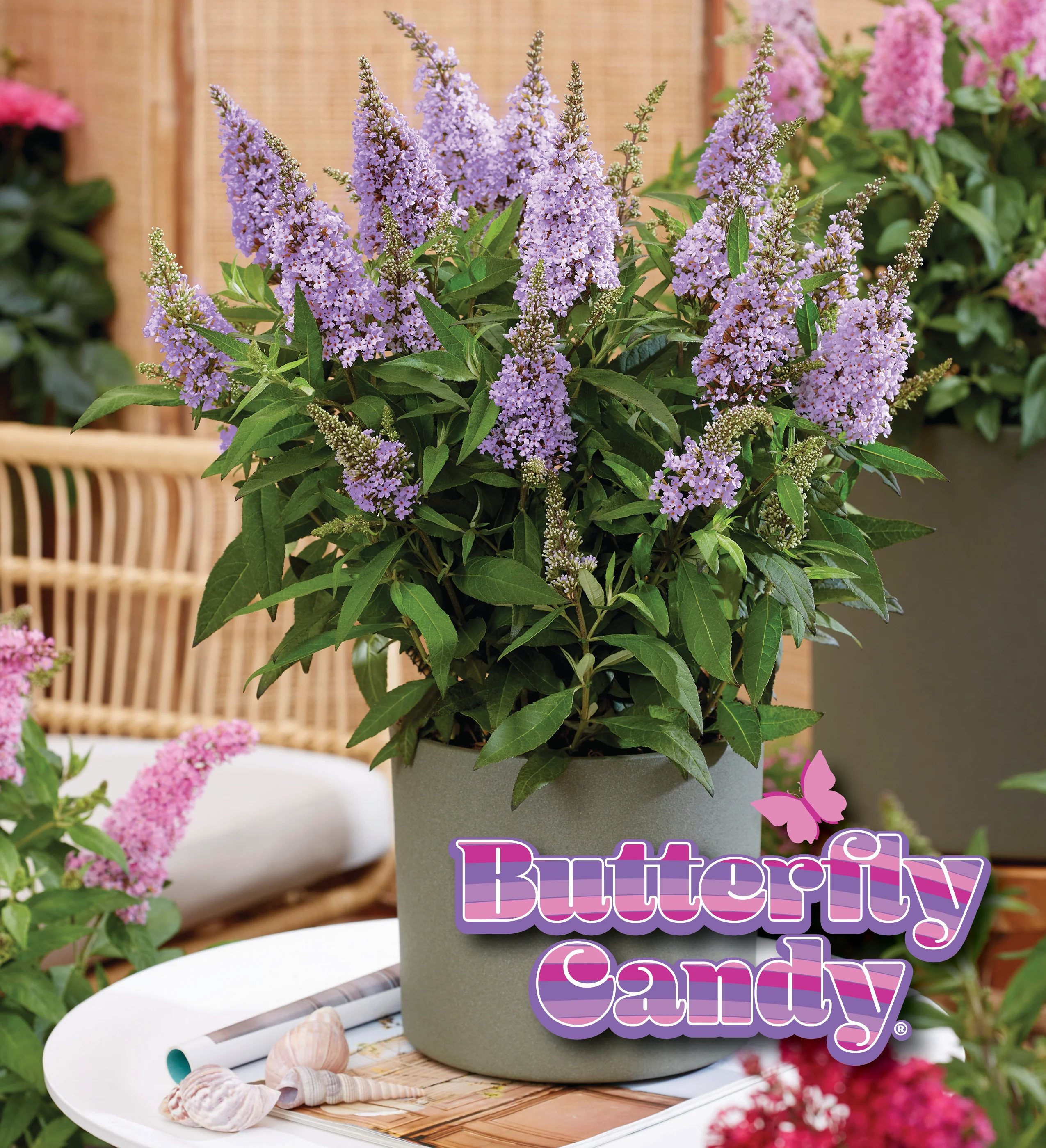 Li'l Lavender™ Butterfly Bush - Image 3