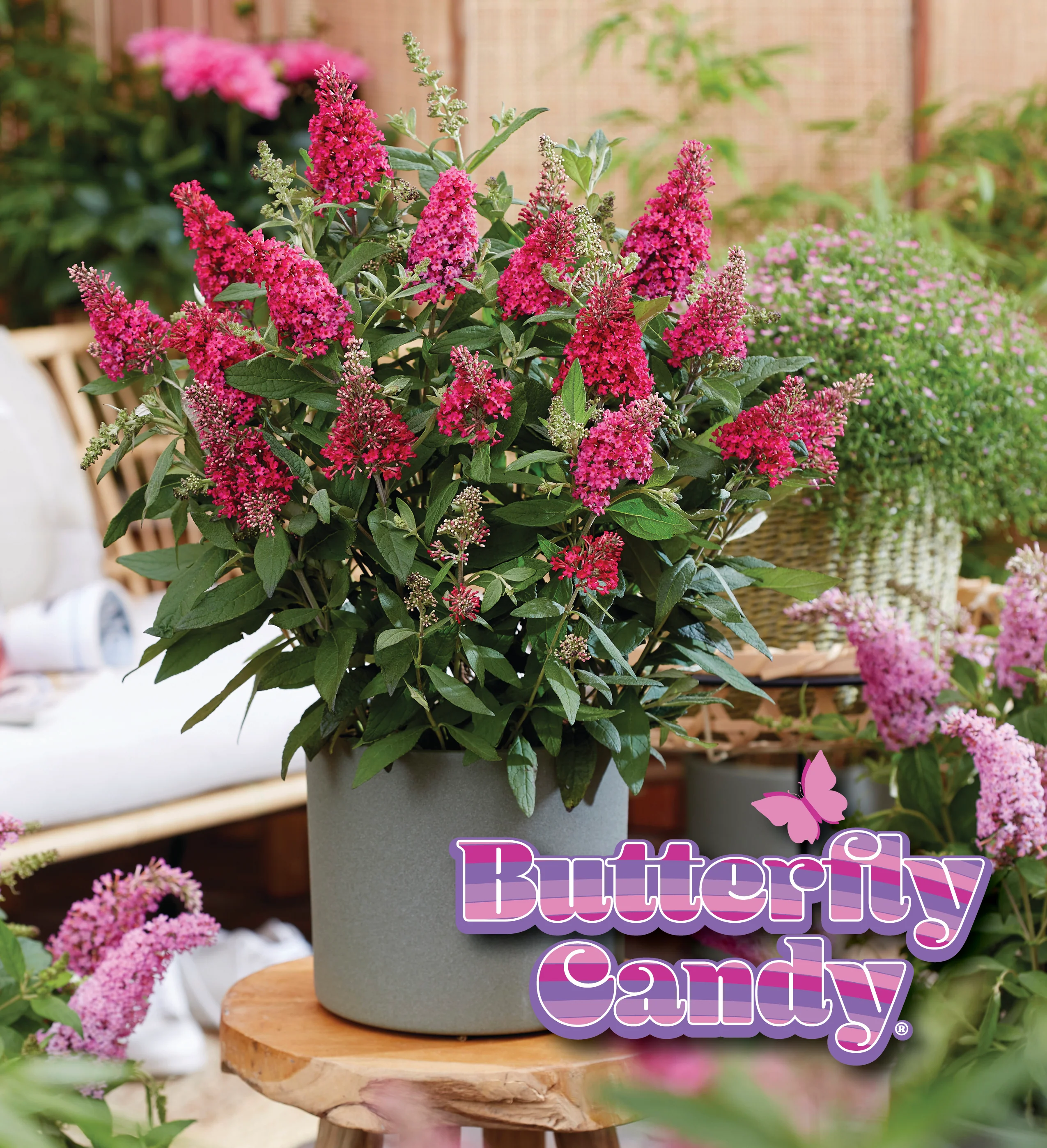 Li'l Raspberry™ Butterfly Bush - Image 3