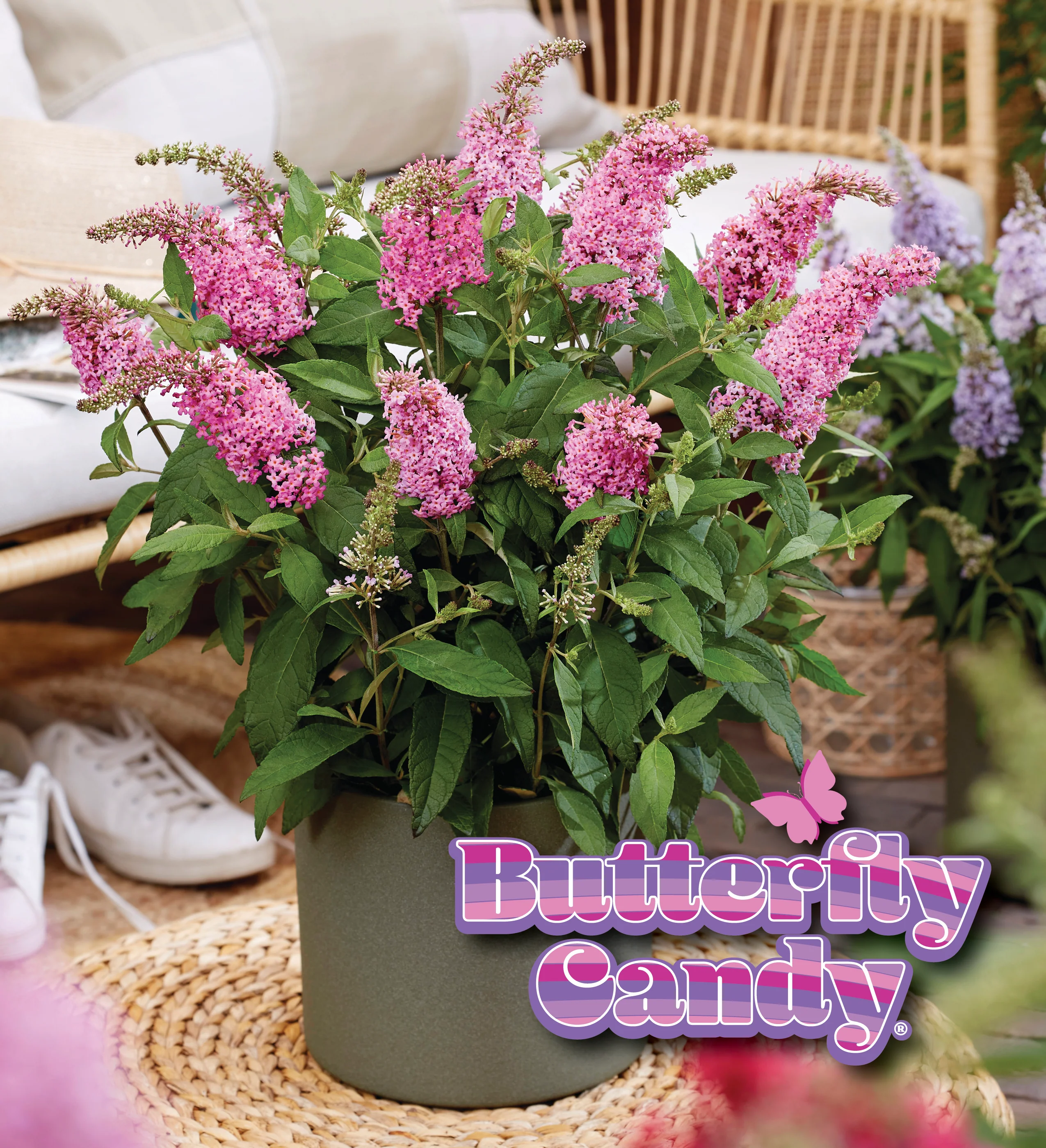 Li'l Taffy™ Butterfly Bush - Image 3