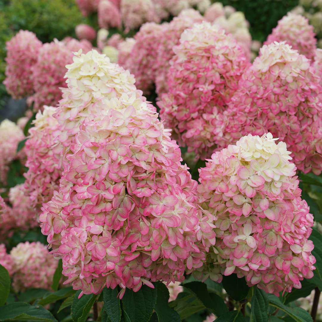 LIMELIGHT PRIME® Panicle Hydrangea - Image 3