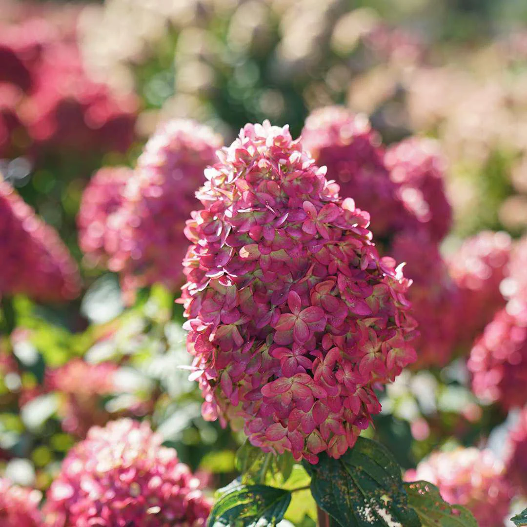 LIMELIGHT PRIME® Panicle Hydrangea - Image 4