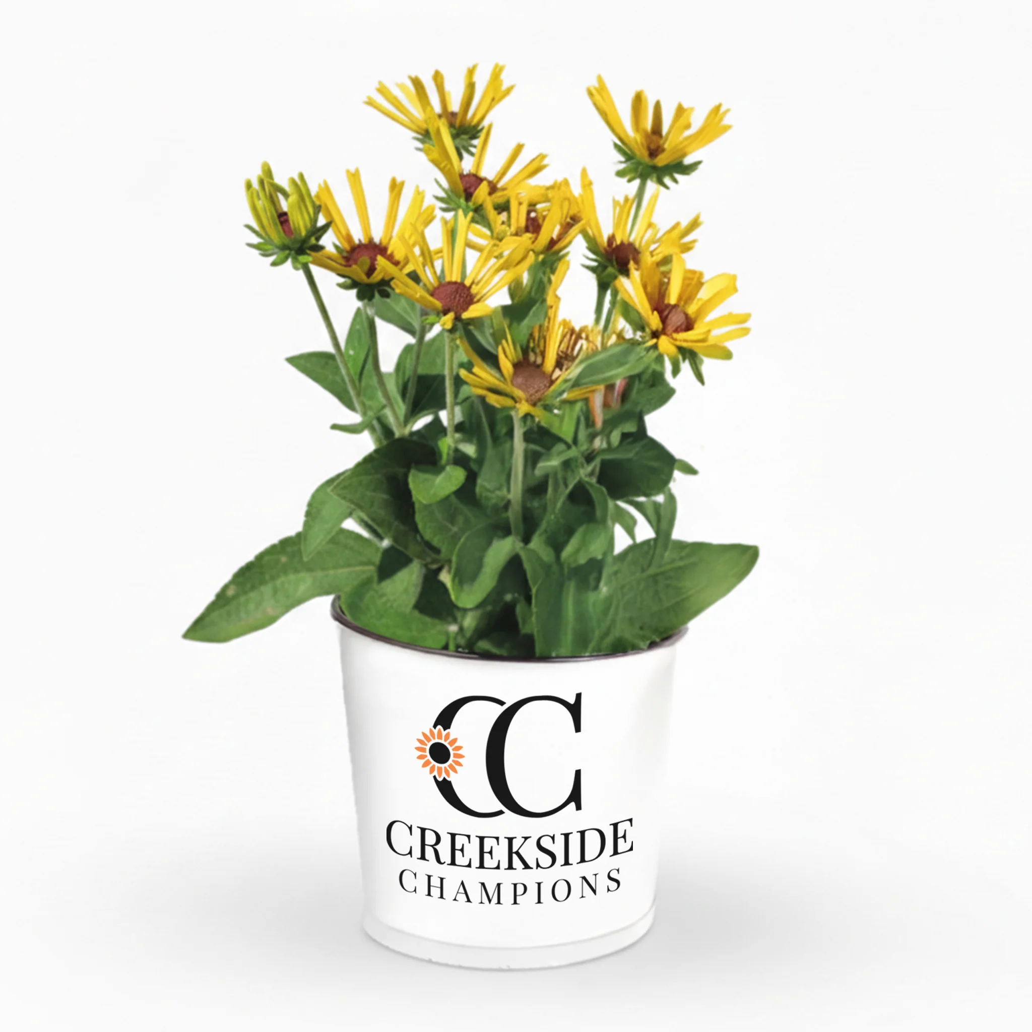 Little Henry' Rudbeckia | Creekside Champions™