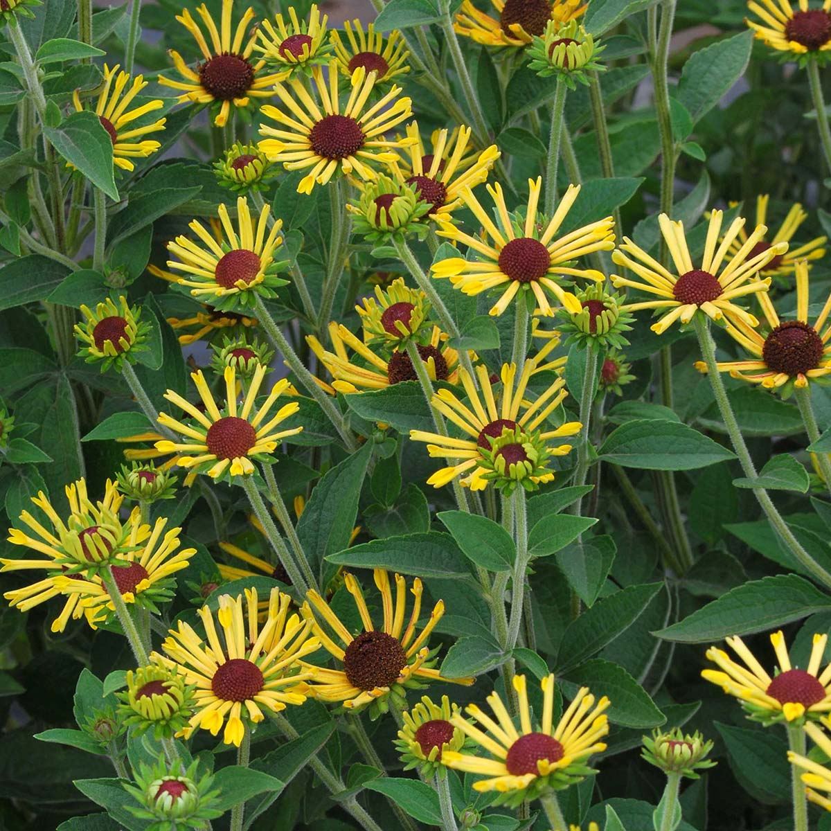 Little Henry' Rudbeckia | Creekside Champions™ - Image 2