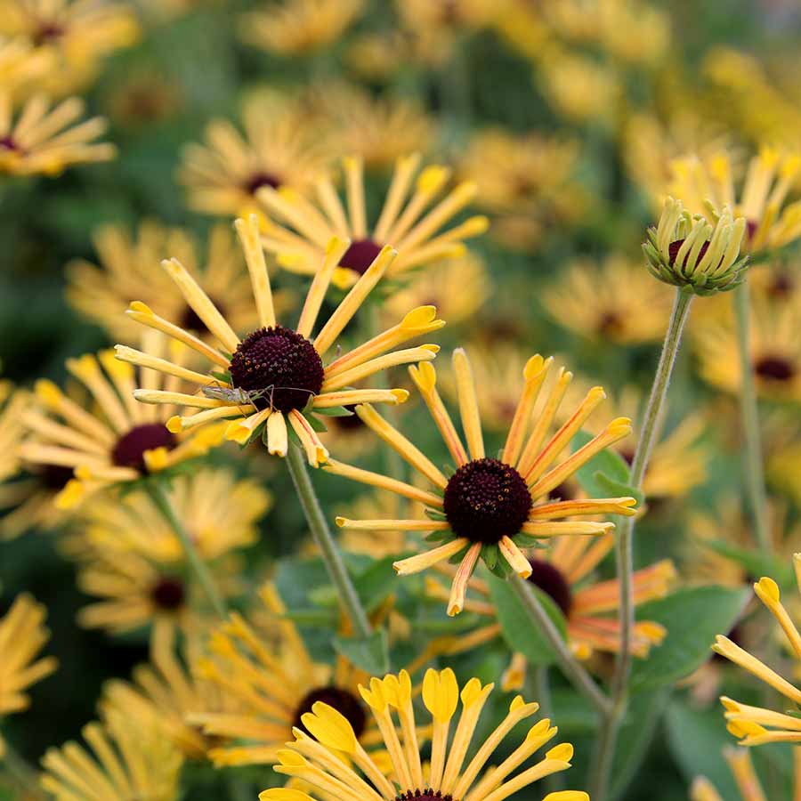 Little Henry' Rudbeckia | Creekside Champions™ - Image 3