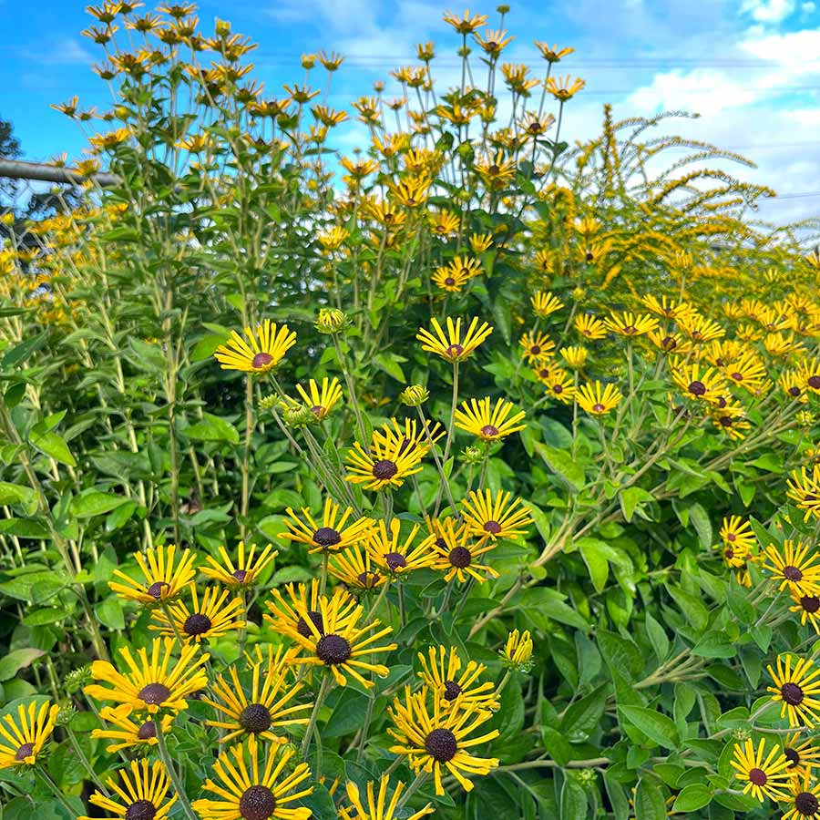 Little Henry' Rudbeckia | Creekside Champions™ - Image 4
