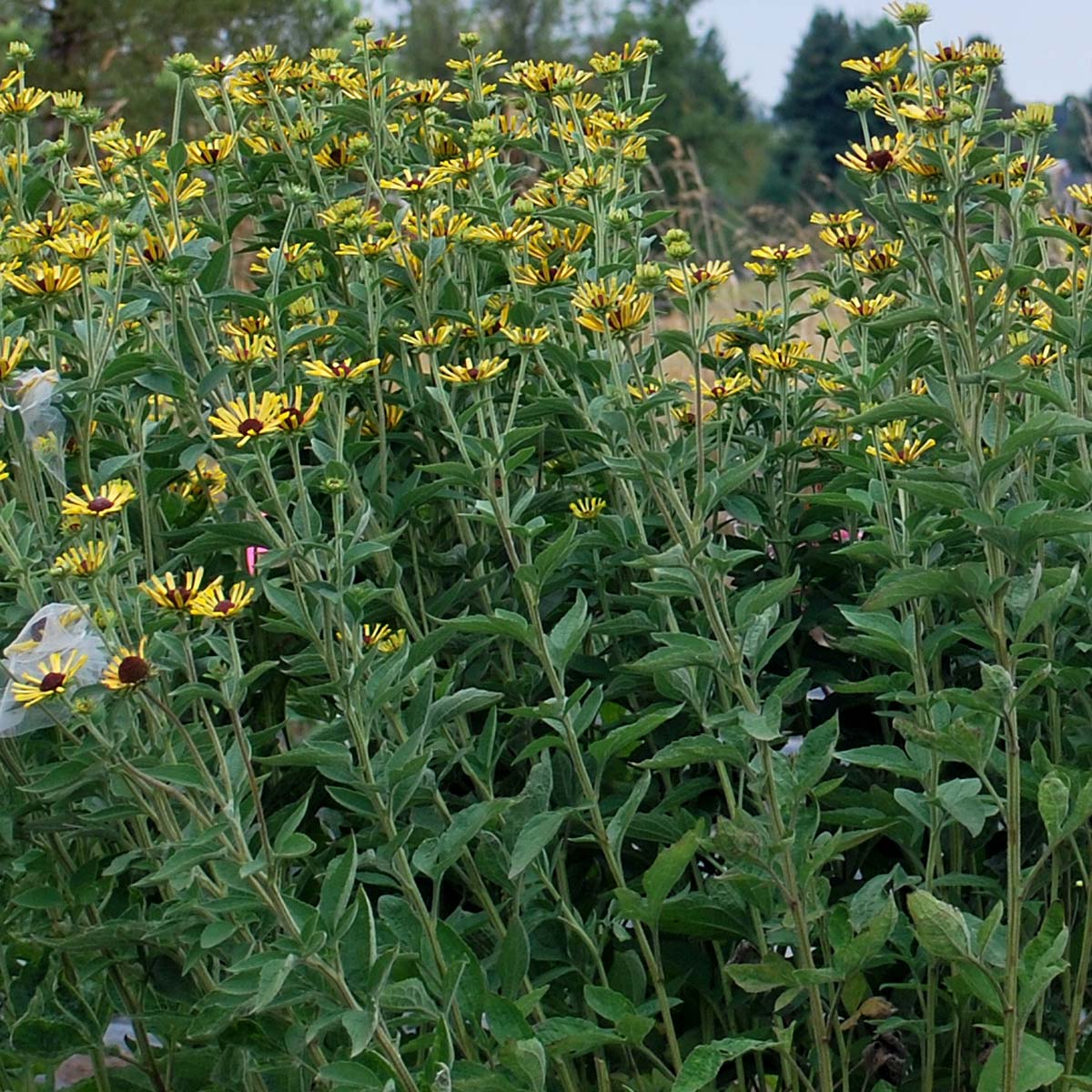 Little Henry' Rudbeckia | Creekside Champions™ - Image 5