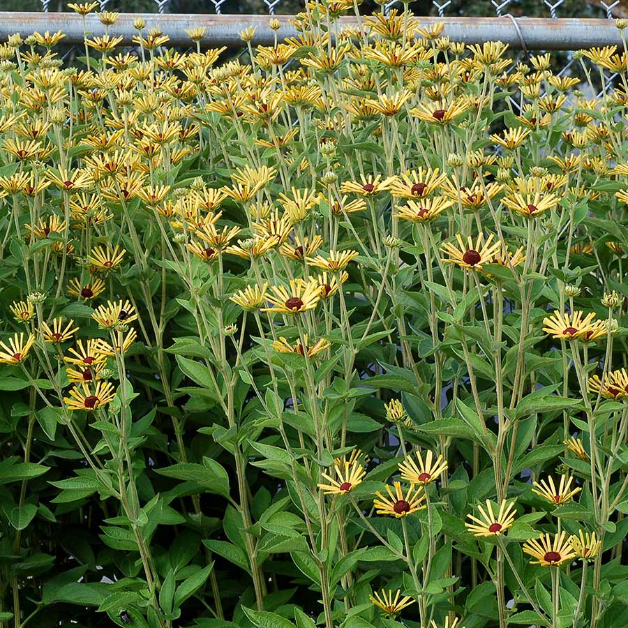 Little Henry' Rudbeckia | Creekside Champions™ - Image 6