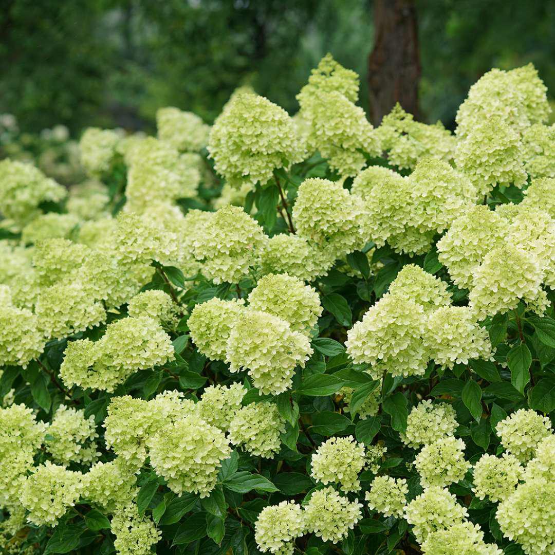 LITTLE LIME® Hydrangea- Panicle