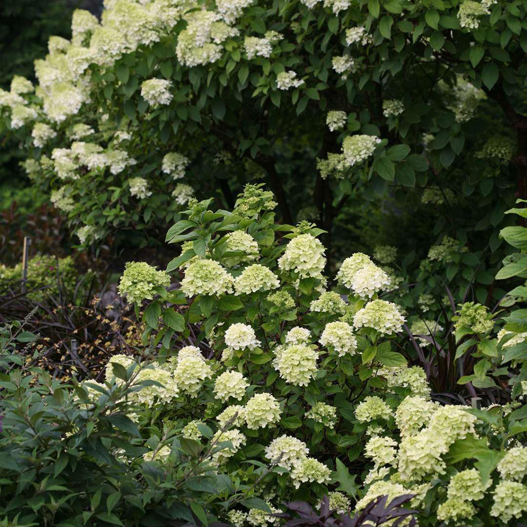 LITTLE LIME® Hydrangea- Panicle - Image 2