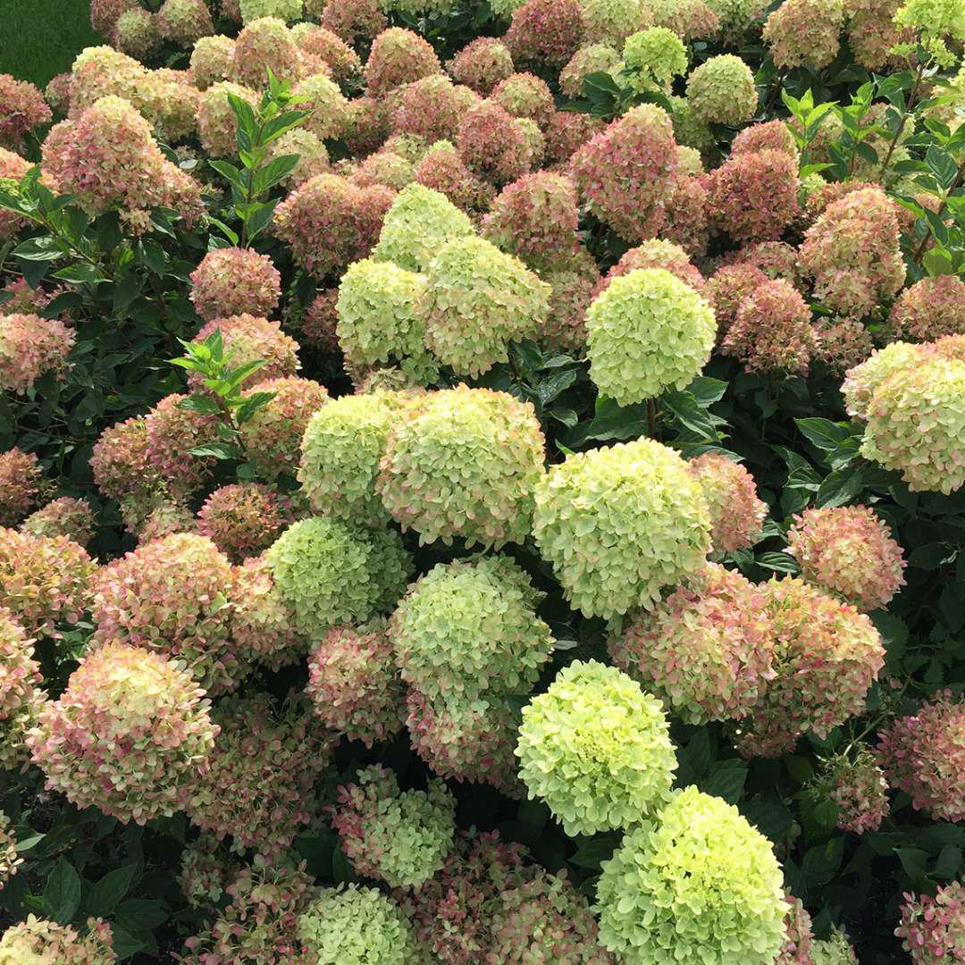 LITTLE LIME® Hydrangea- Panicle - Image 3