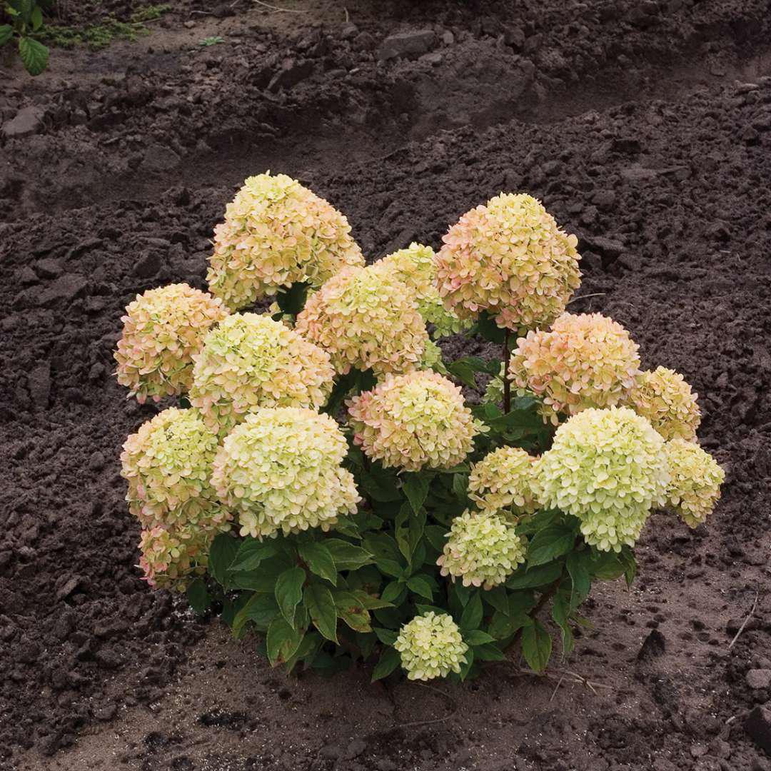 LITTLE LIME® Hydrangea- Panicle - Image 4