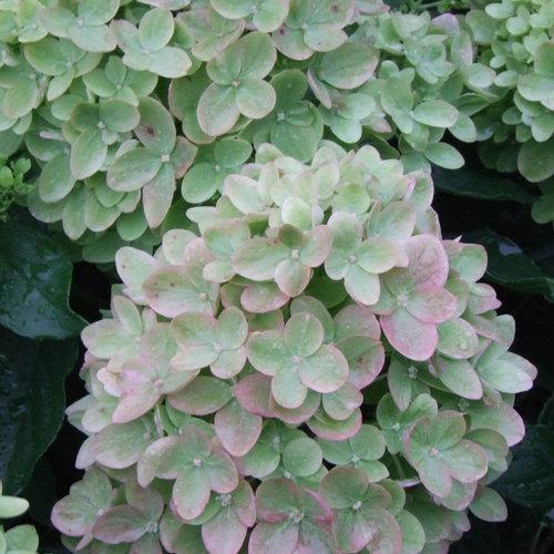 LITTLE LIME® Hydrangea- Panicle - Image 5