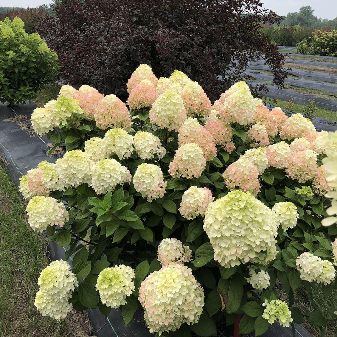 LITTLE LIME PUNCH® Panicle Hydrangea - Image 3