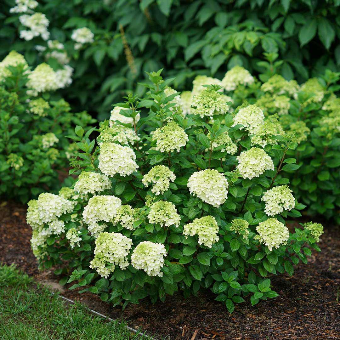 LITTLE LIME PUNCH® Panicle Hydrangea - Image 4
