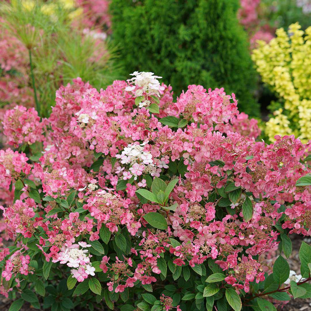Little Quick Fire® Hydrangea- Panicle
