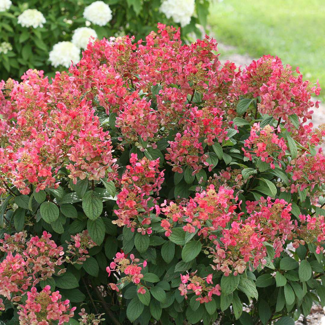 Little Quick Fire® Hydrangea- Panicle - Image 2