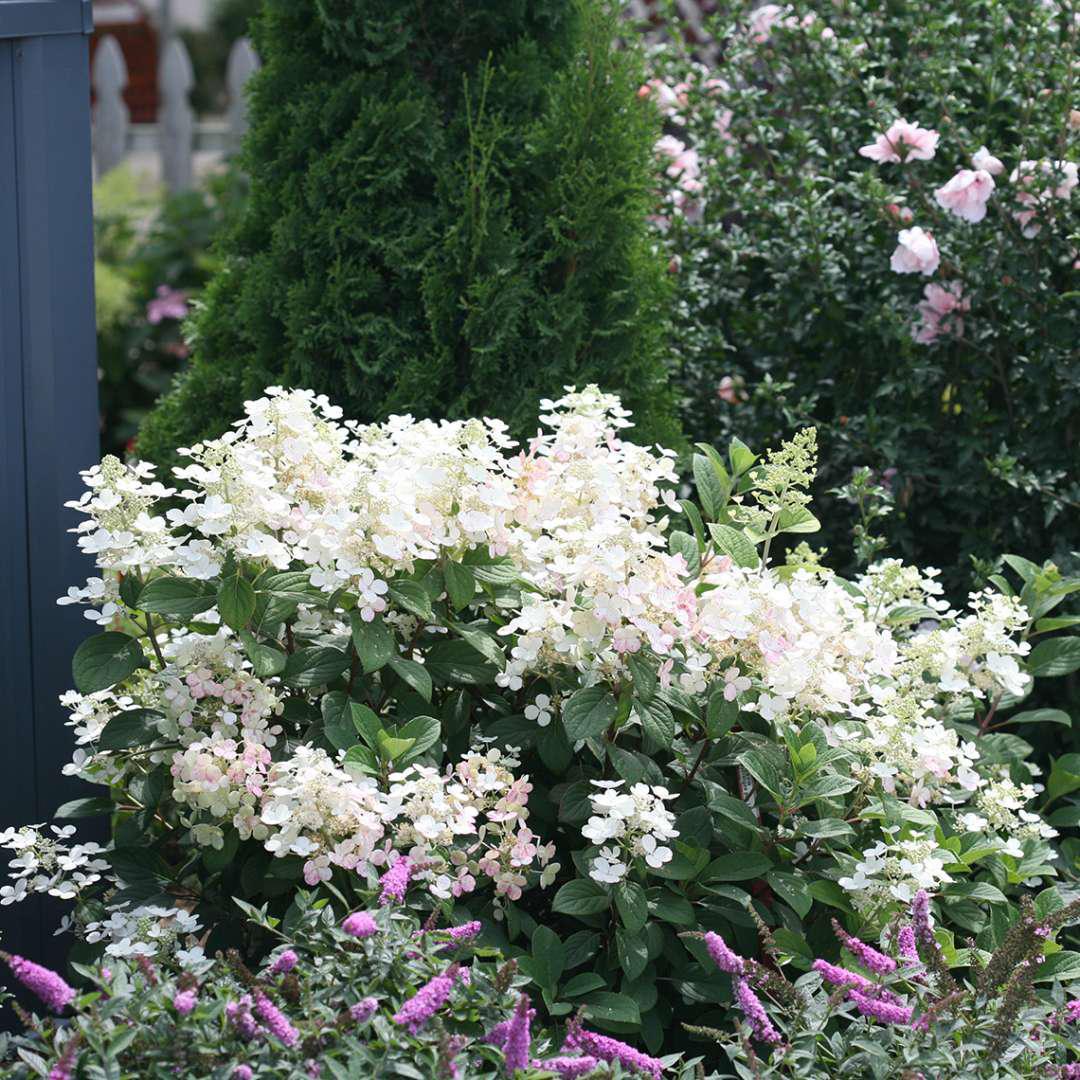 Little Quick Fire® Hydrangea- Panicle - Image 3