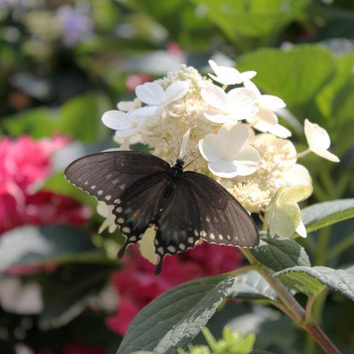 Little Quick Fire® Hydrangea- Panicle - Image 4